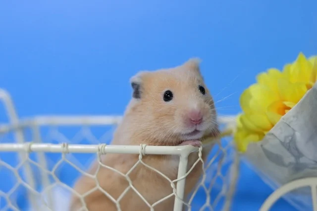 ハムスター